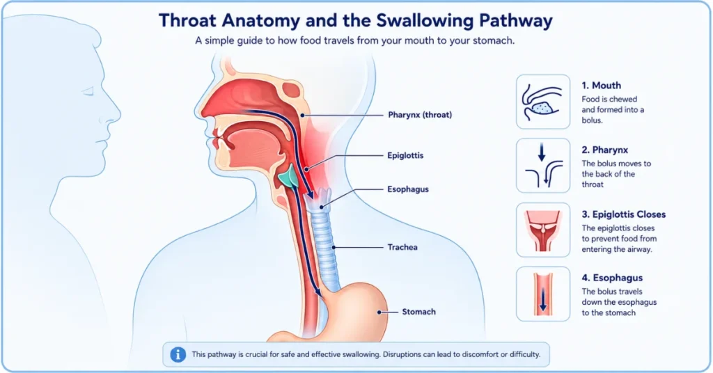 Simple throat anatomy diagram showing the swallowing pathway from mouth to esophagus